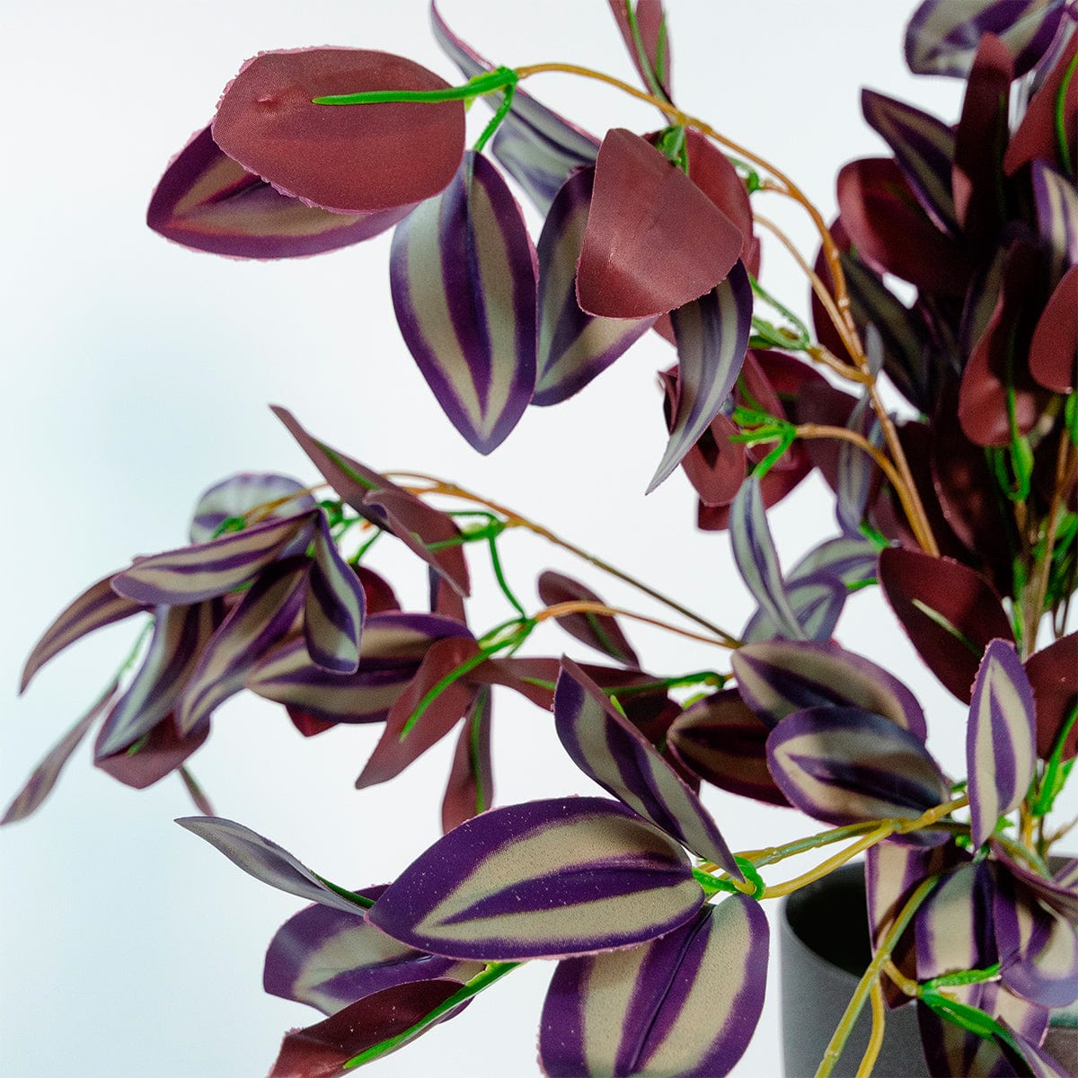 Tradescantia suspendue