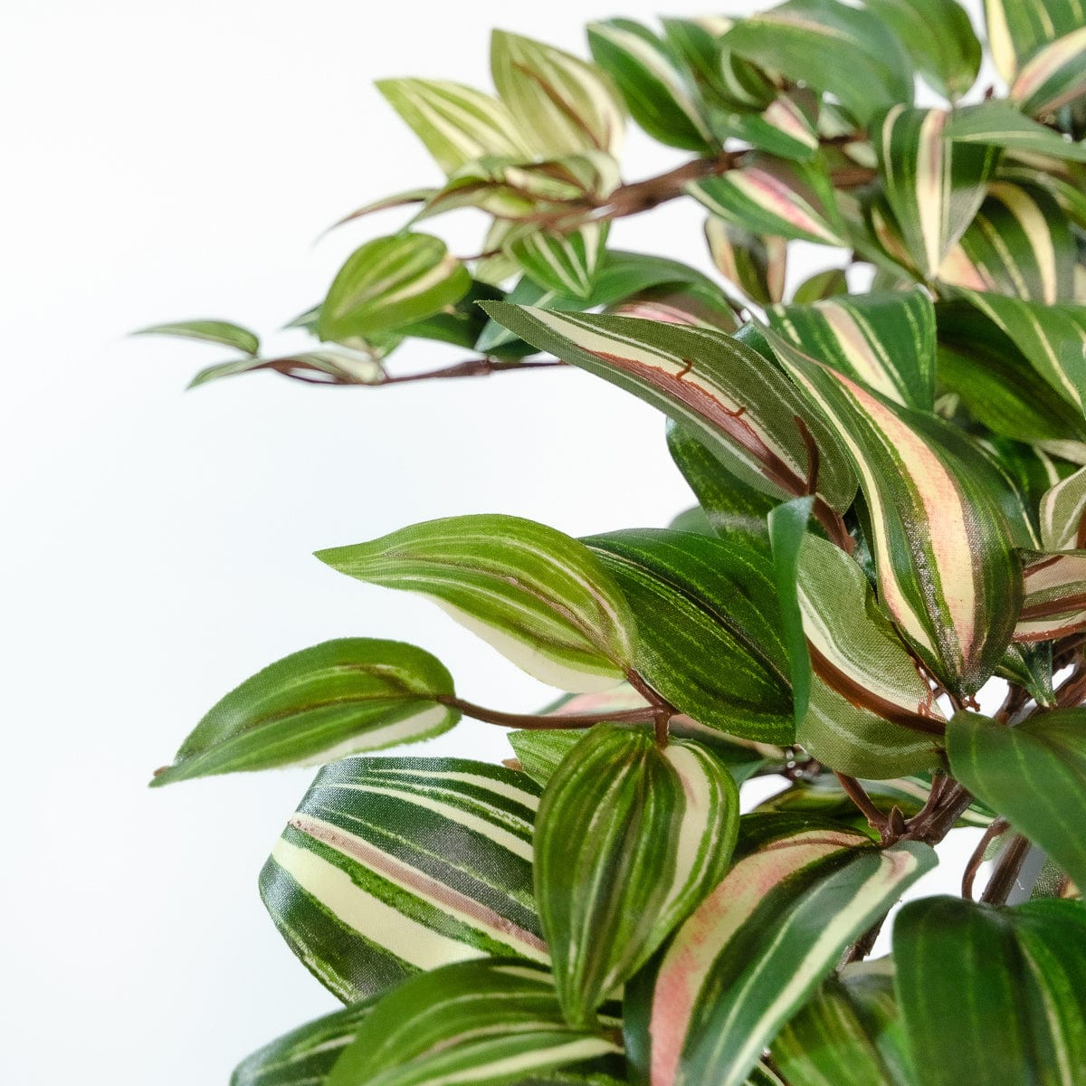 Tradescantia suspendue