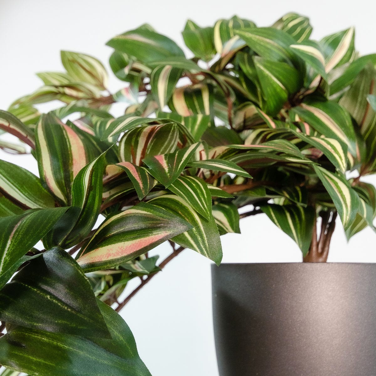Tradescantia suspendue