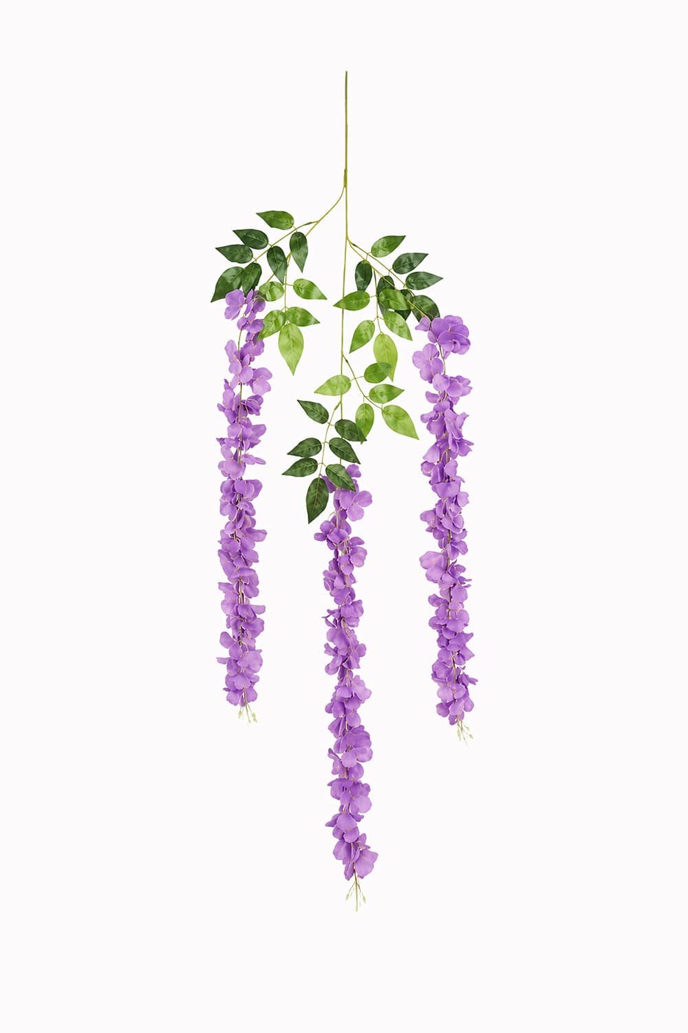 Wisteria Colgante