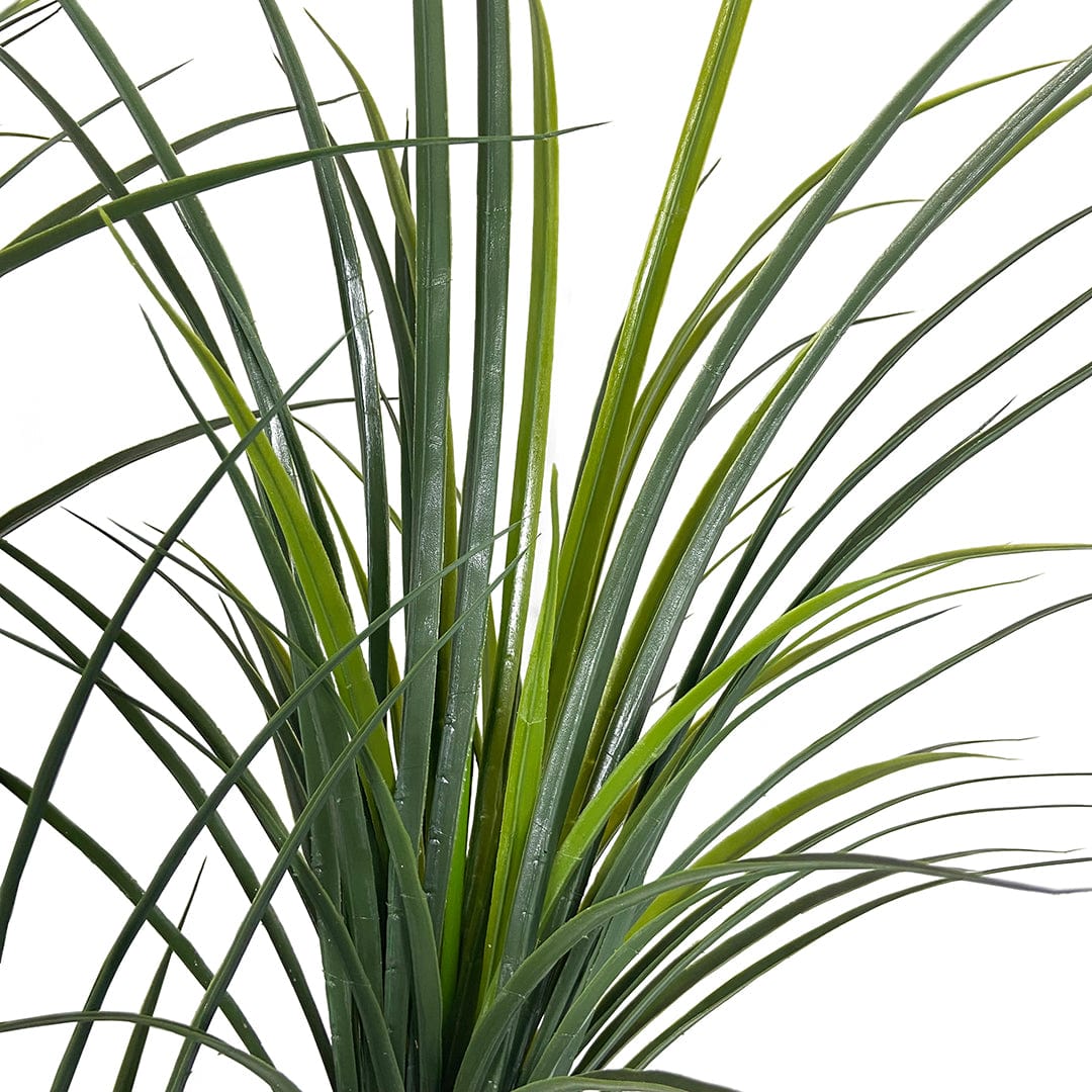 Yucca japonais