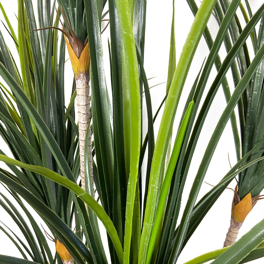 Yucca Giapponese