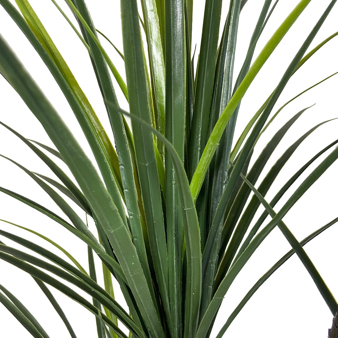 Yucca Giapponese