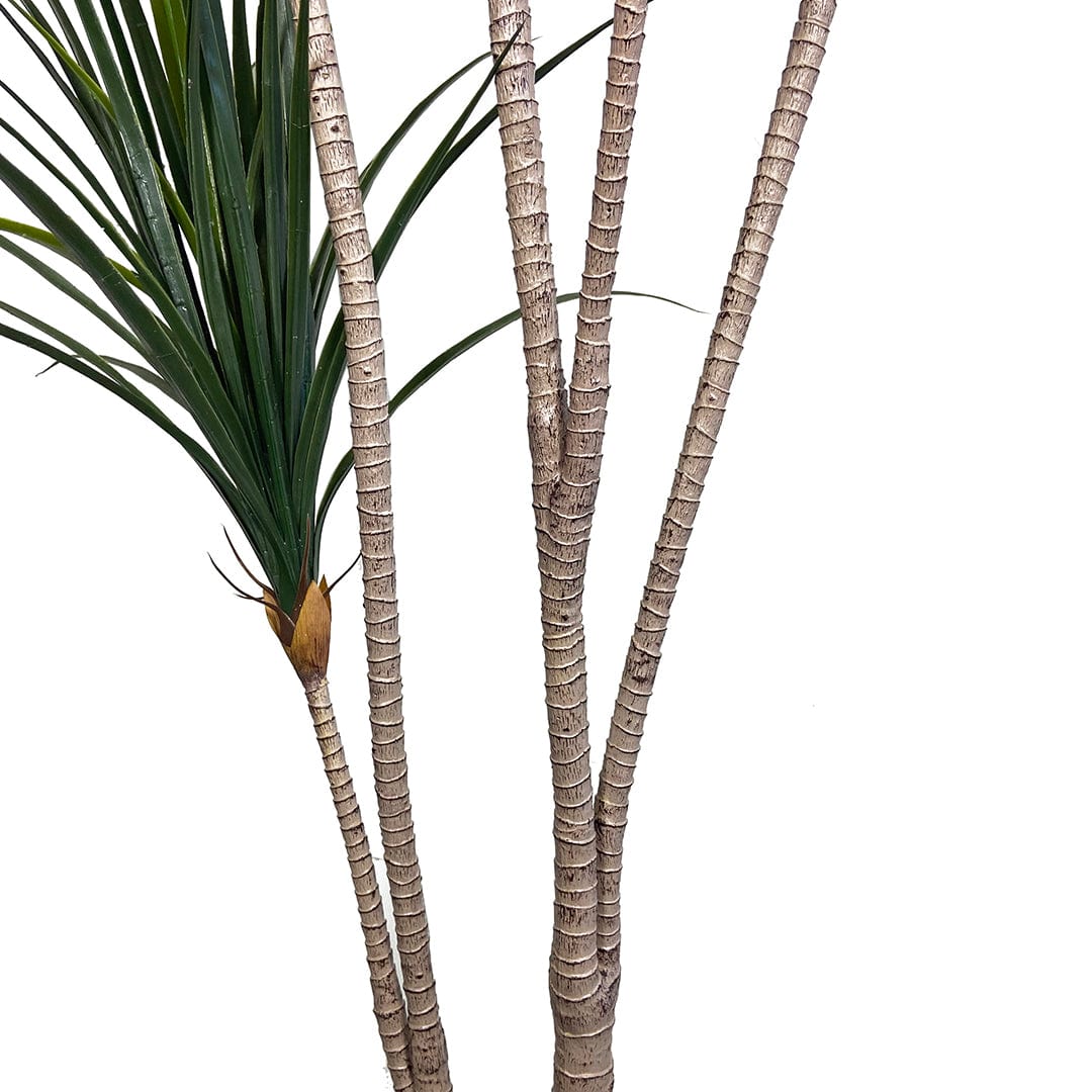 Yucca Giapponese