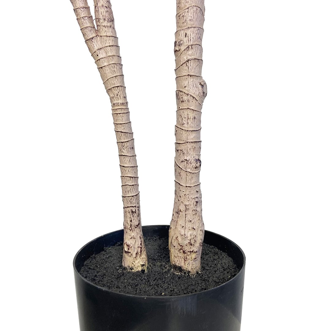 Yucca Giapponese
