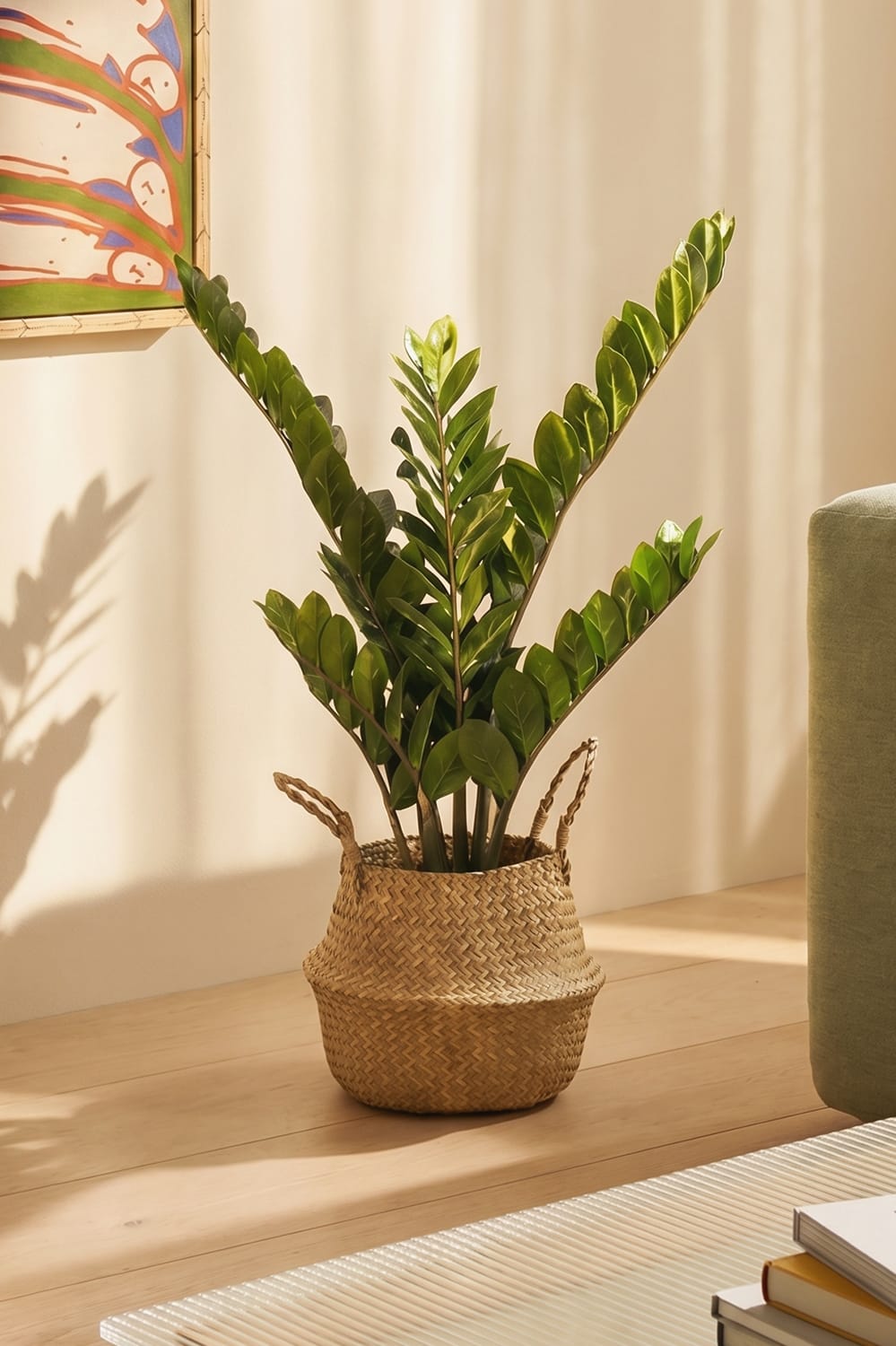 Zamioculcas XL