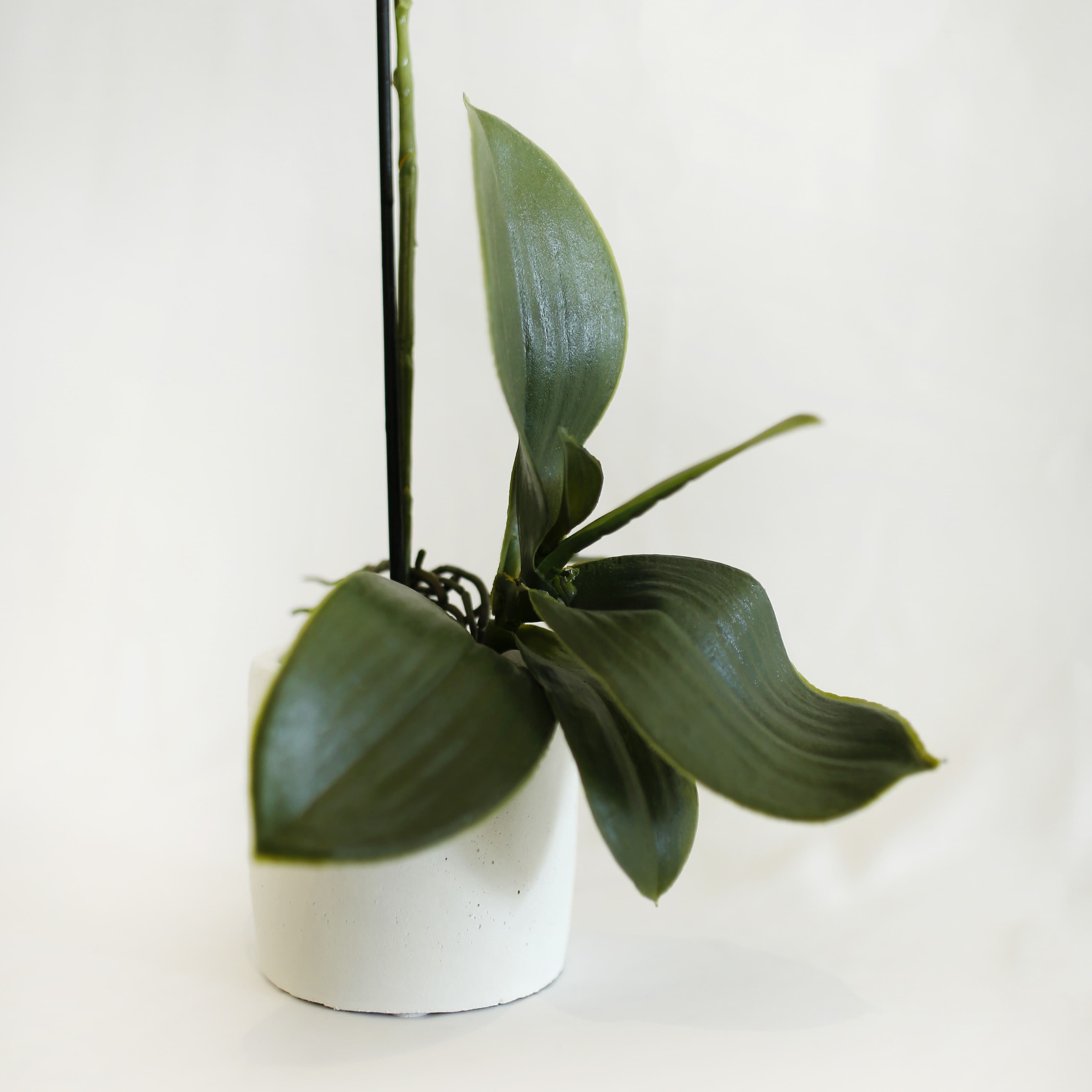 Orchidea mistica bianca