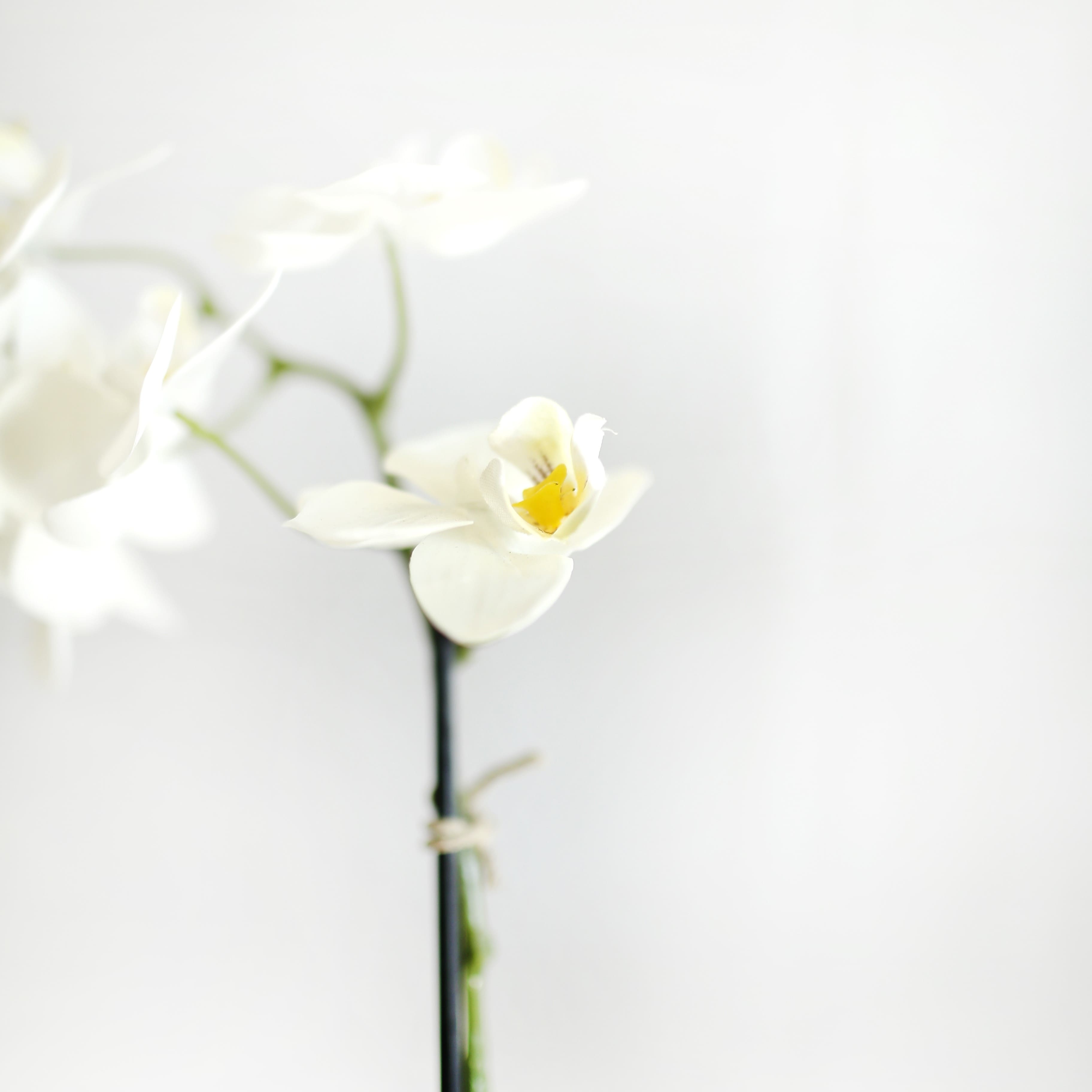Orchidea mistica bianca