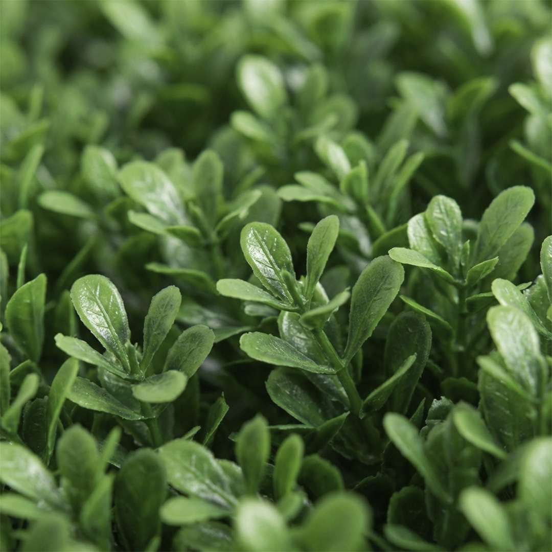 GRASS