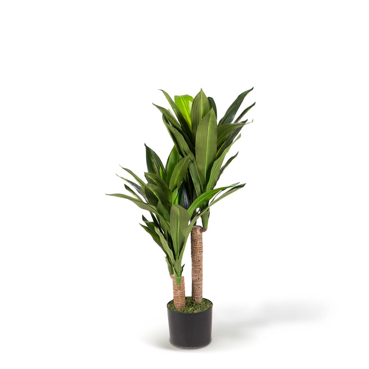 Dracaena tropical