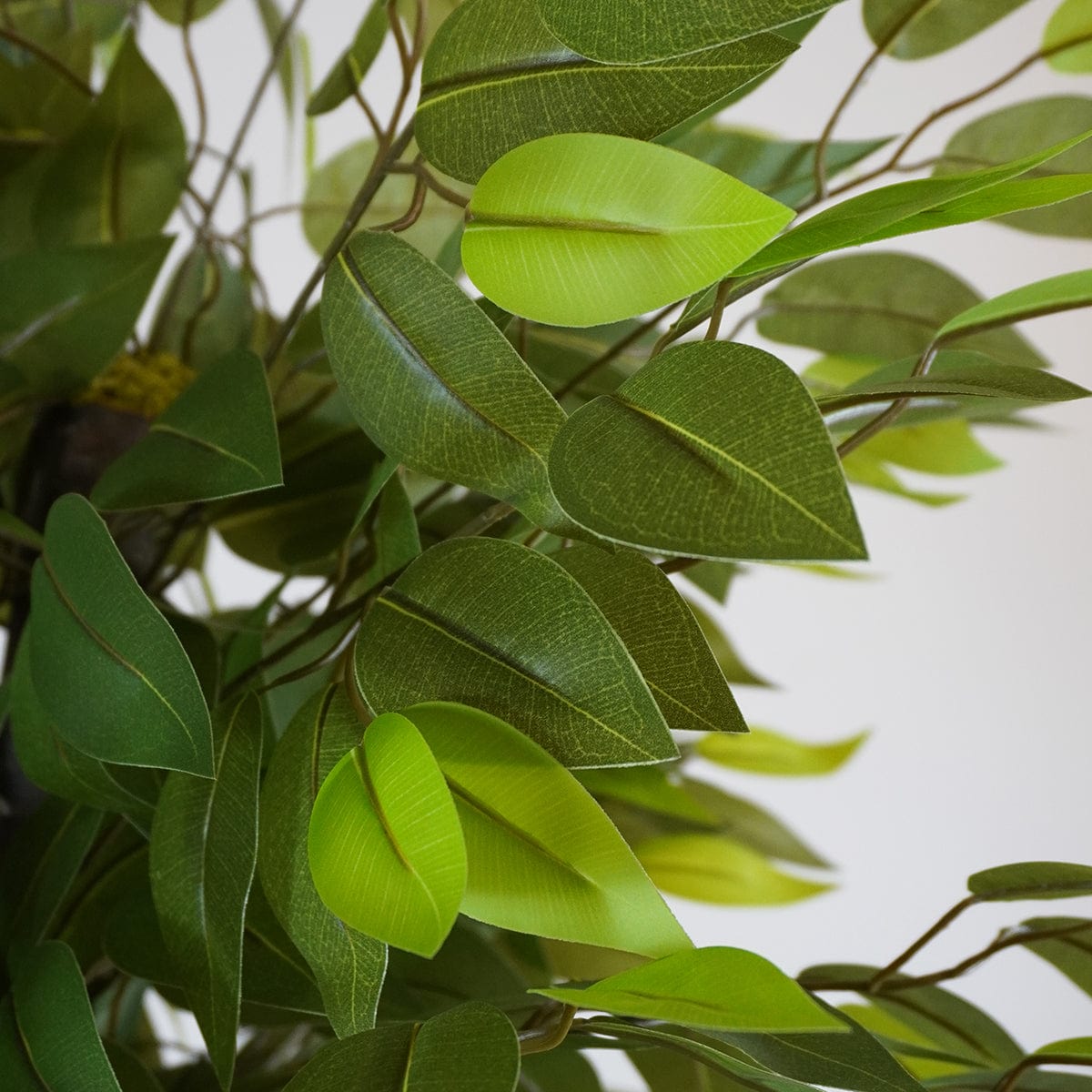 Ficus 3 Coppe