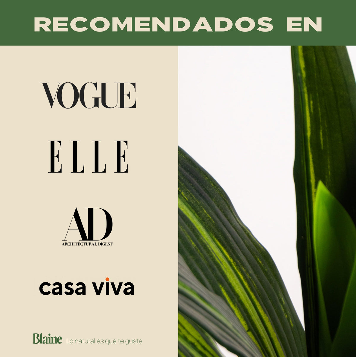 Dracaena tropical