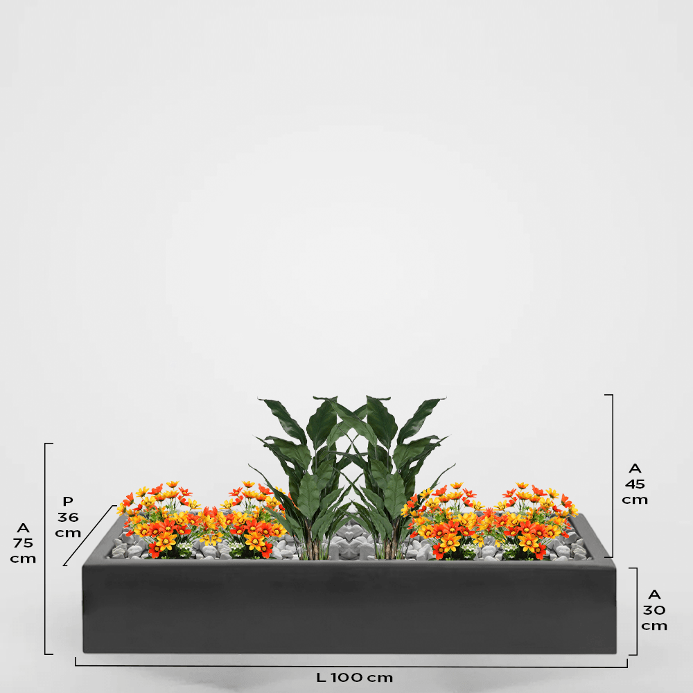 Alejandría 36Px30Ax100L
