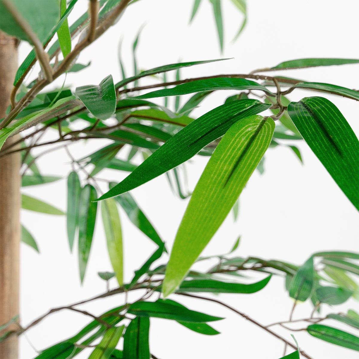 Arbre Bambou