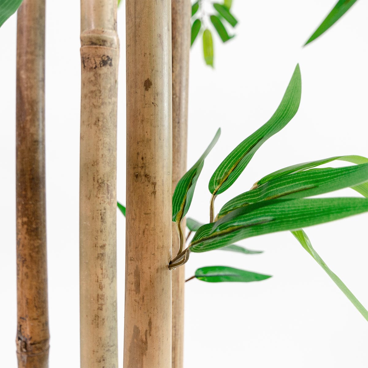 Arbre Bambou