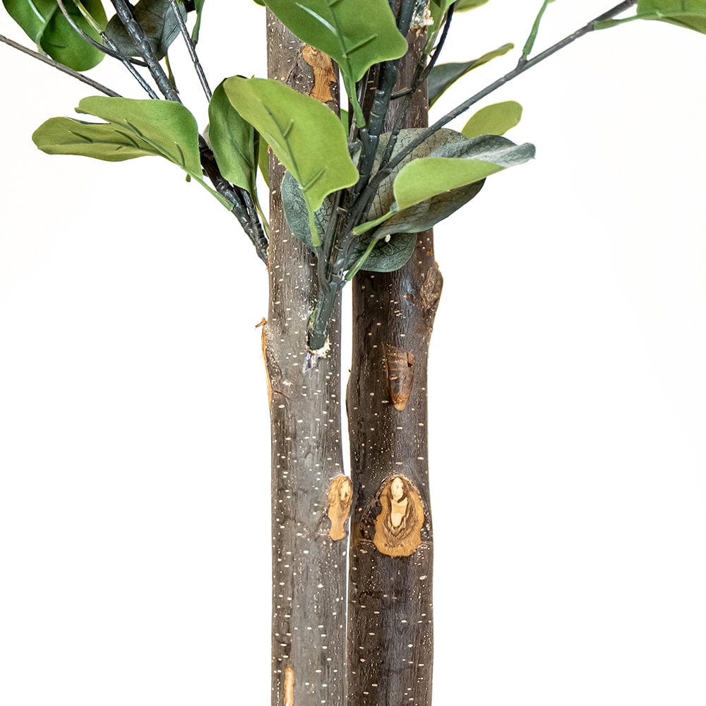 Árbol eucalipto