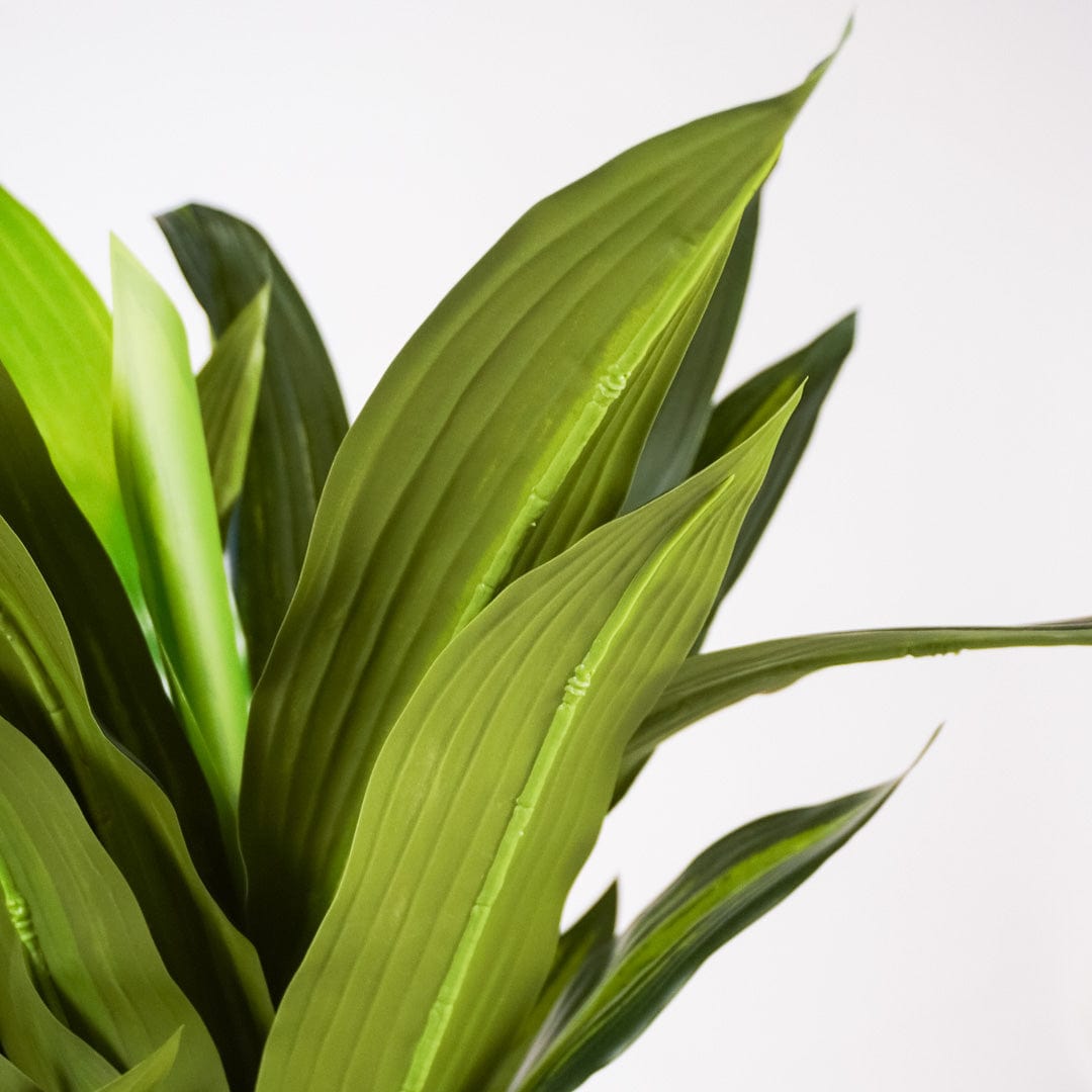 Dracaena tropical