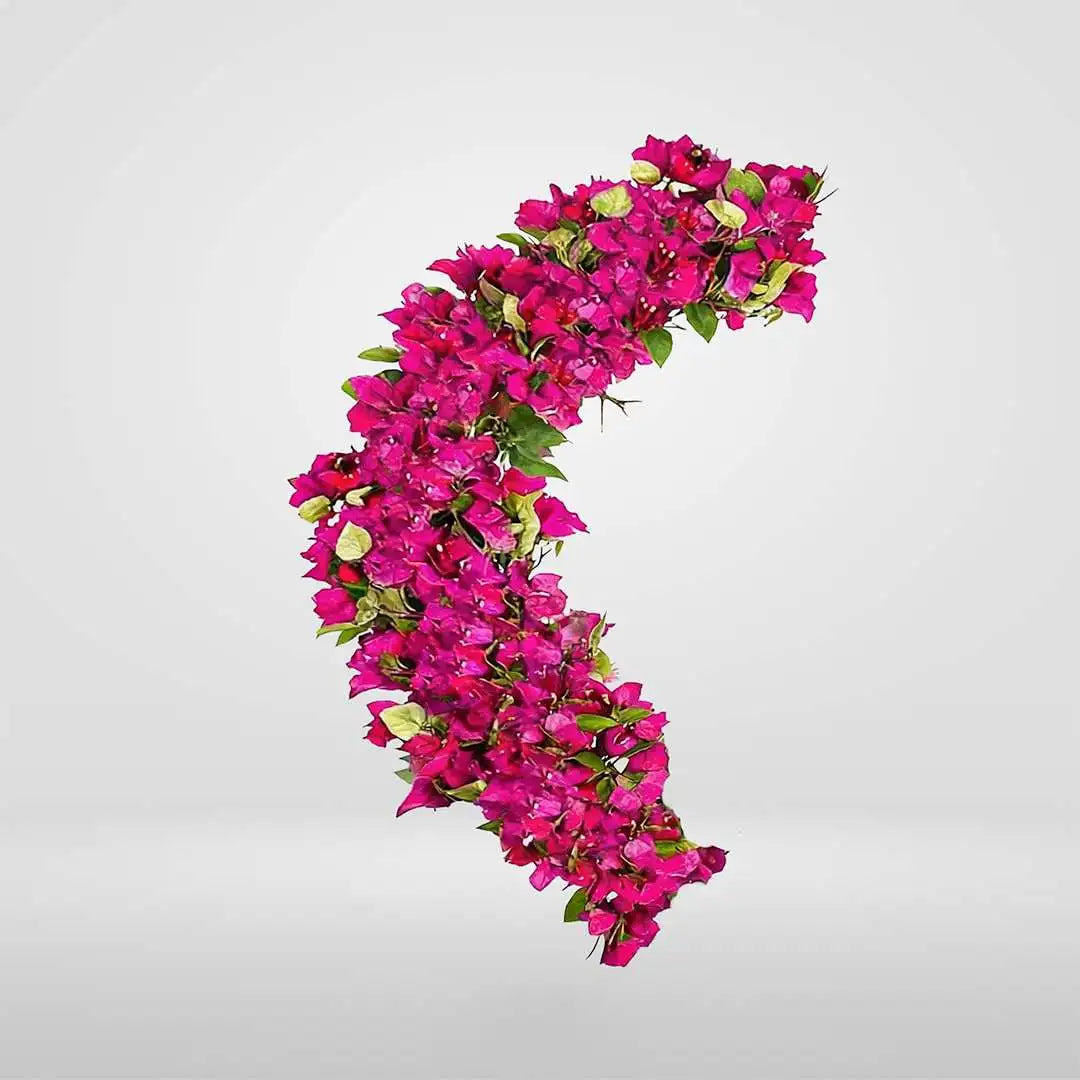 FLEXY-BUGANVILLA FUCSIA