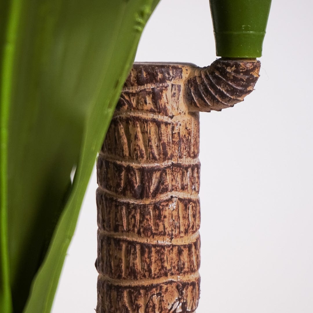 Dracaena tropical