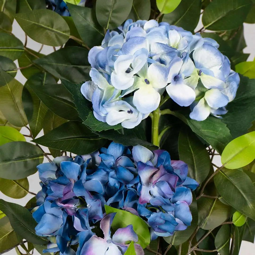 FICUS CON HORTENSIA AZUL-DETALLE-1