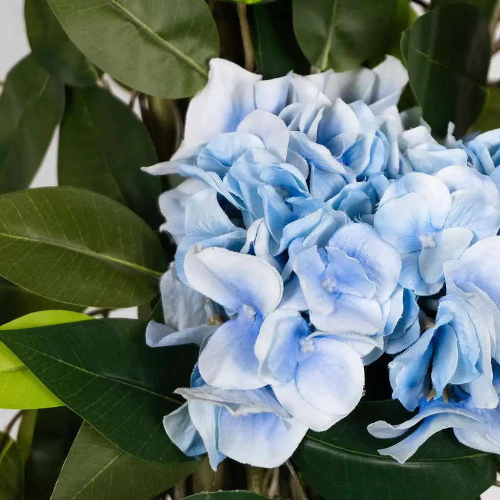 FICUS CON HORTENSIA AZUL-DETALLE-2