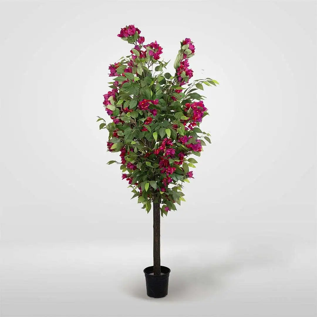 FICUSBUGANVILLADESMONTABLE-FONDOBLANCO
