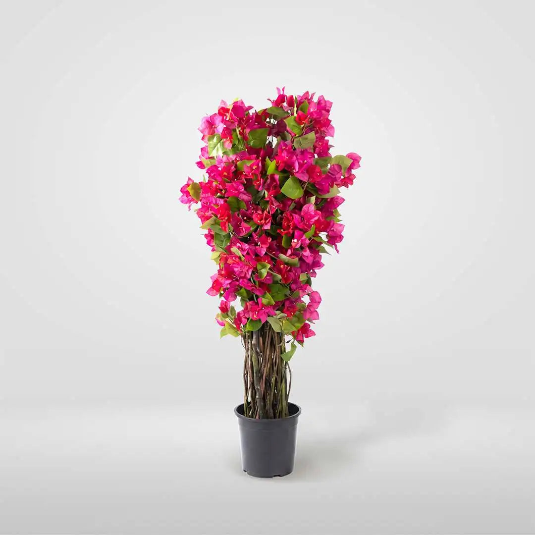 MACETA-BUGANVILLA FUCSIA