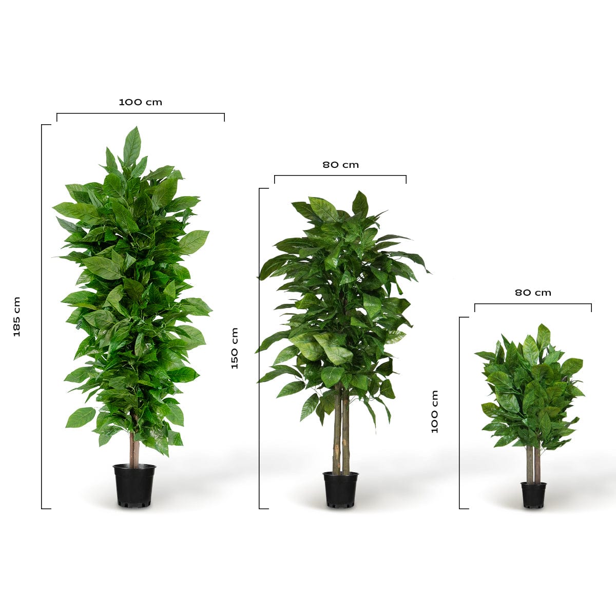 Albero di mango