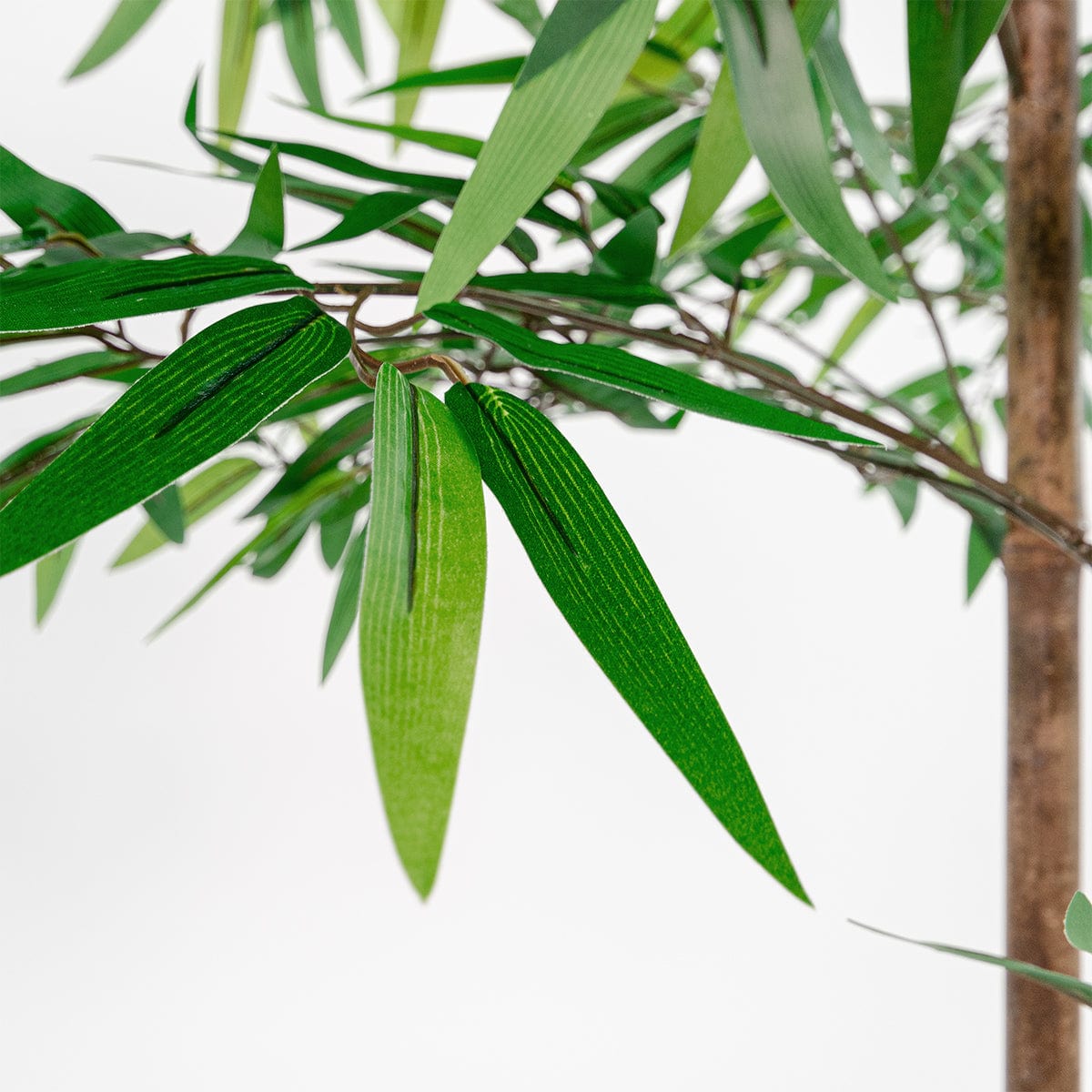 Arbre Bambou