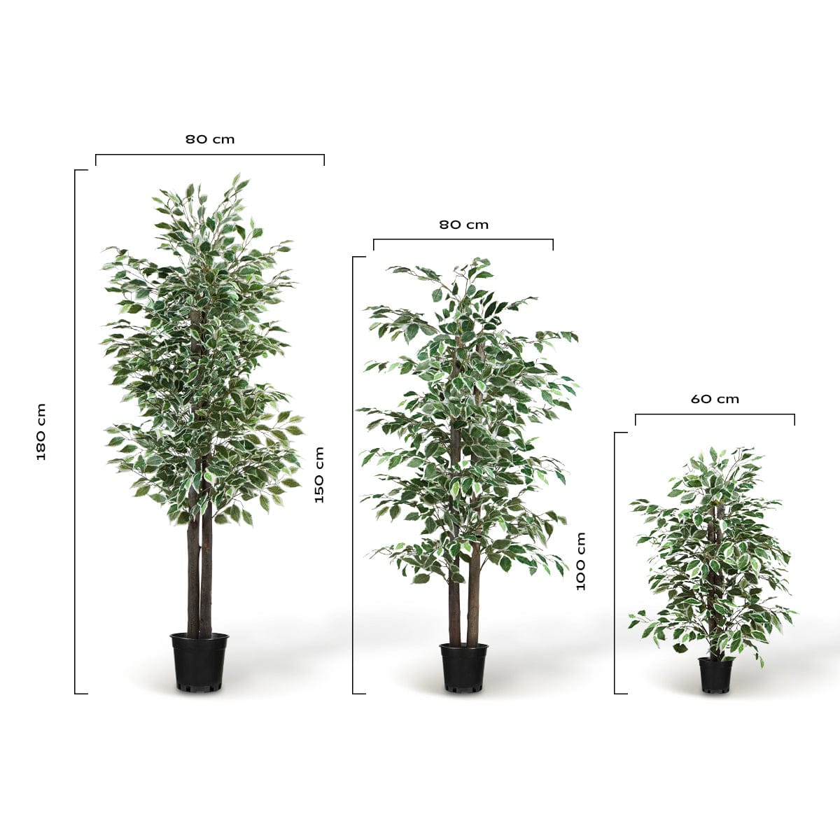 Ficus Bicolore