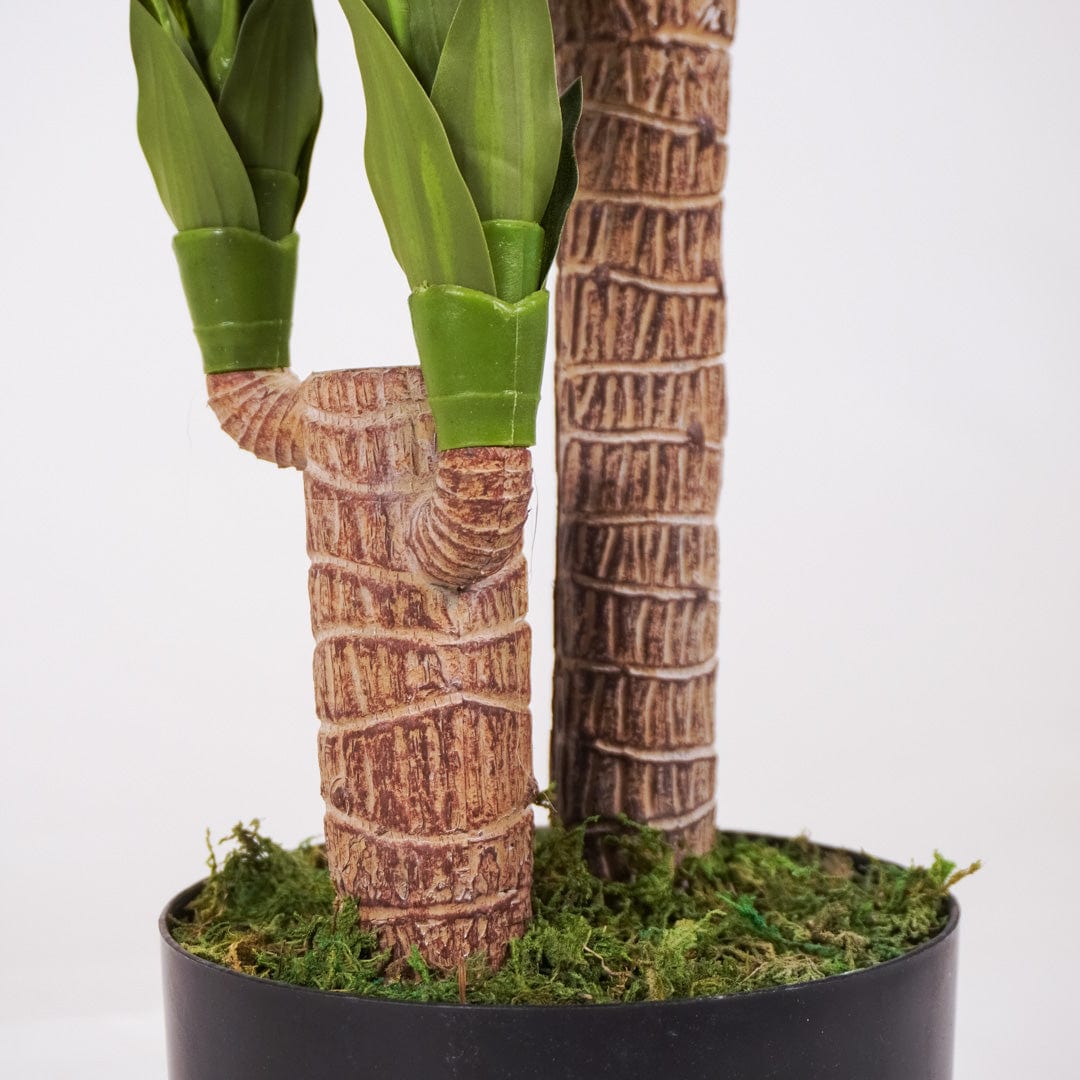 Dracaena tropical