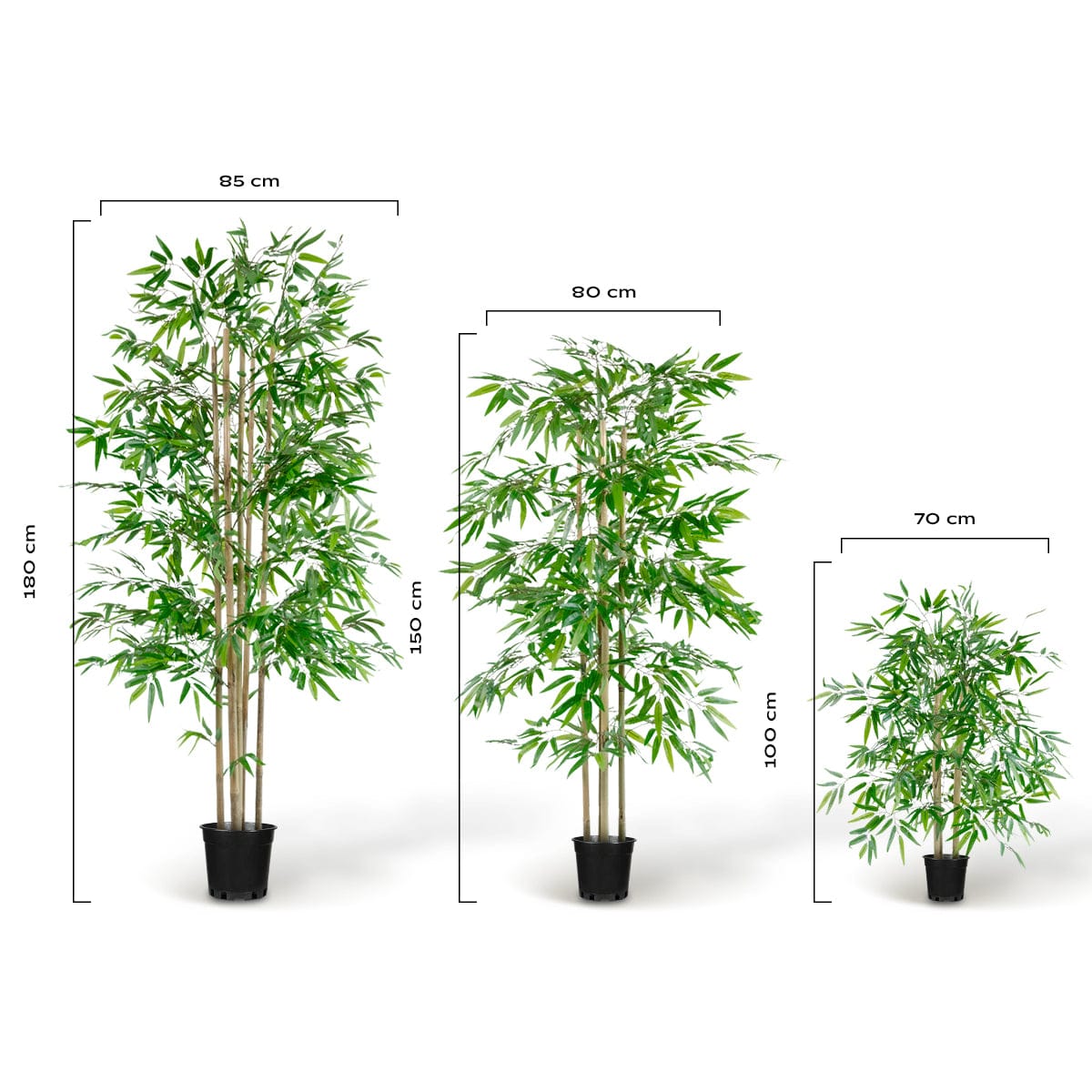 Arbre Bambou