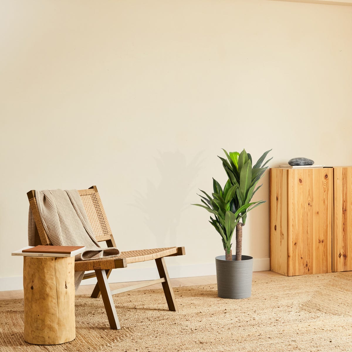 Dracaena tropical