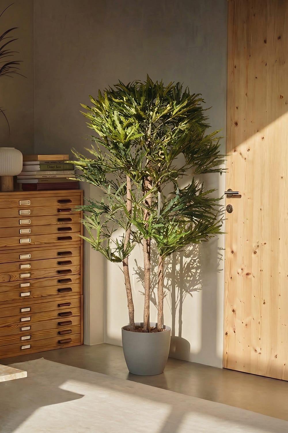 Arbre Aralia