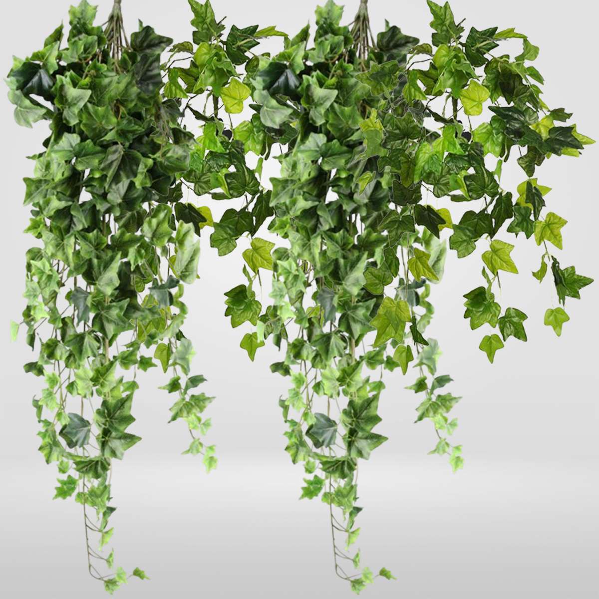 Bellatrix Medio frondoso