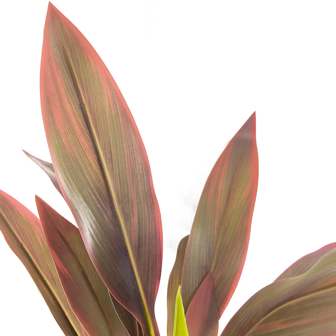 Dracaena rouge