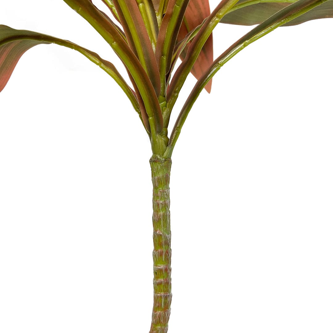 Dracena Rossa