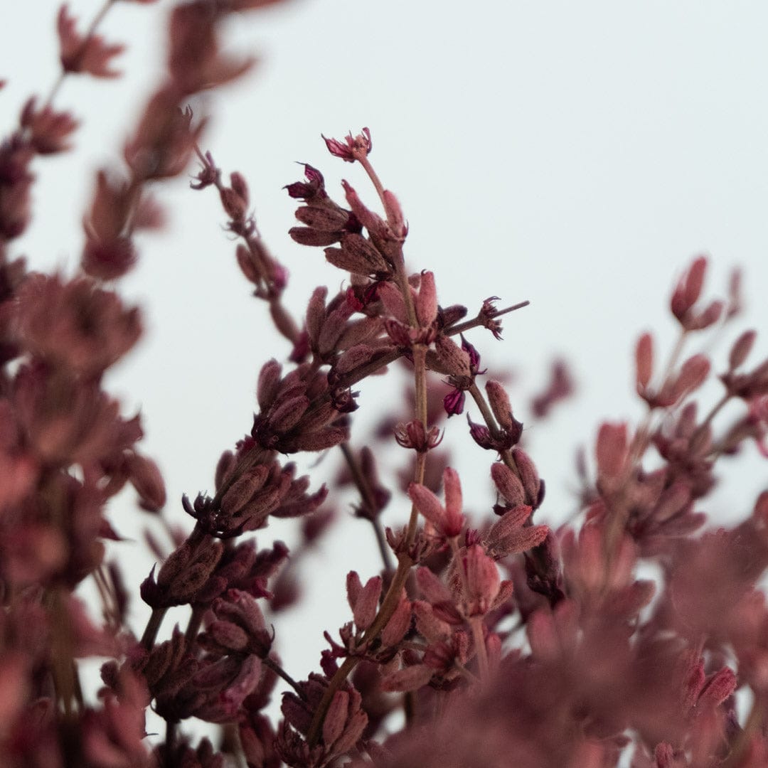 Mazzo di lavanda fucsia