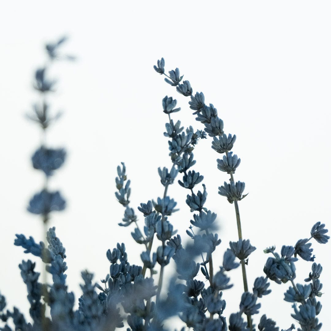 Bouquet Lavande bleue