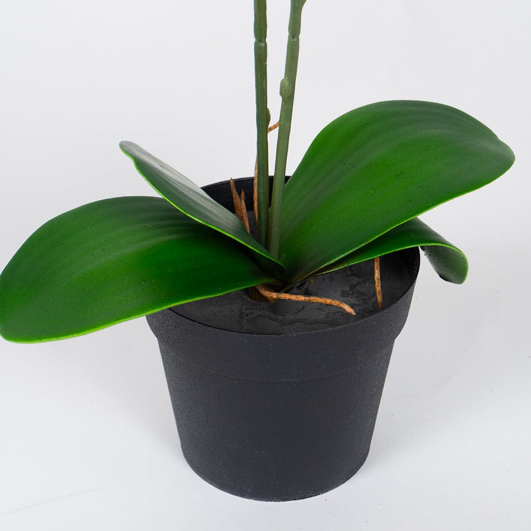 Orchidée Single saumon
