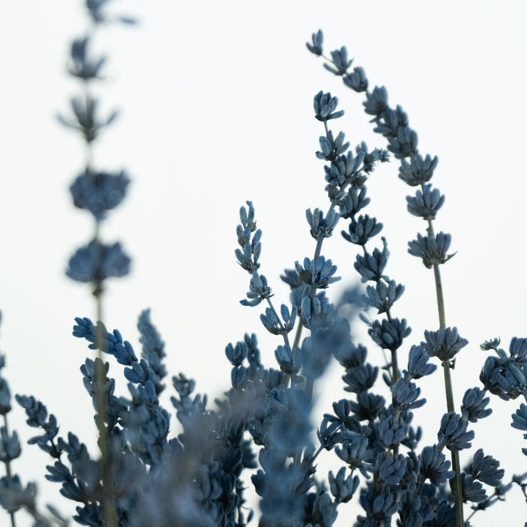 Bouquet Lavande bleue
