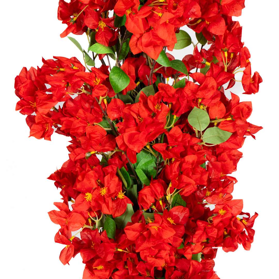 Buganvillea Rossa Singola Rigida