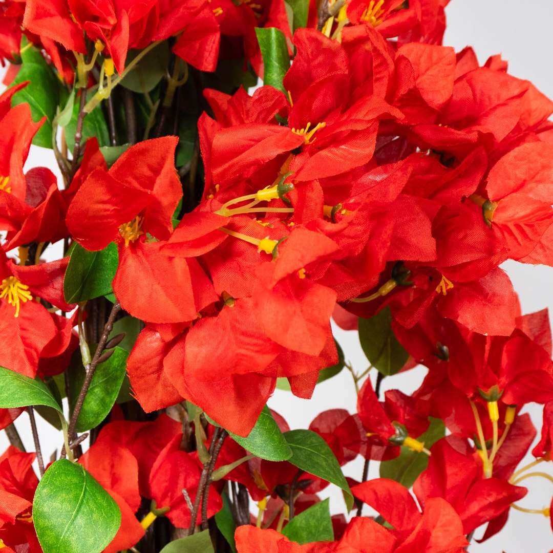 Buganvillea Rossa Singola Rigida