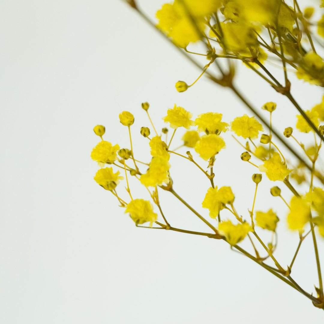 Mazzo di gypsophila gialla