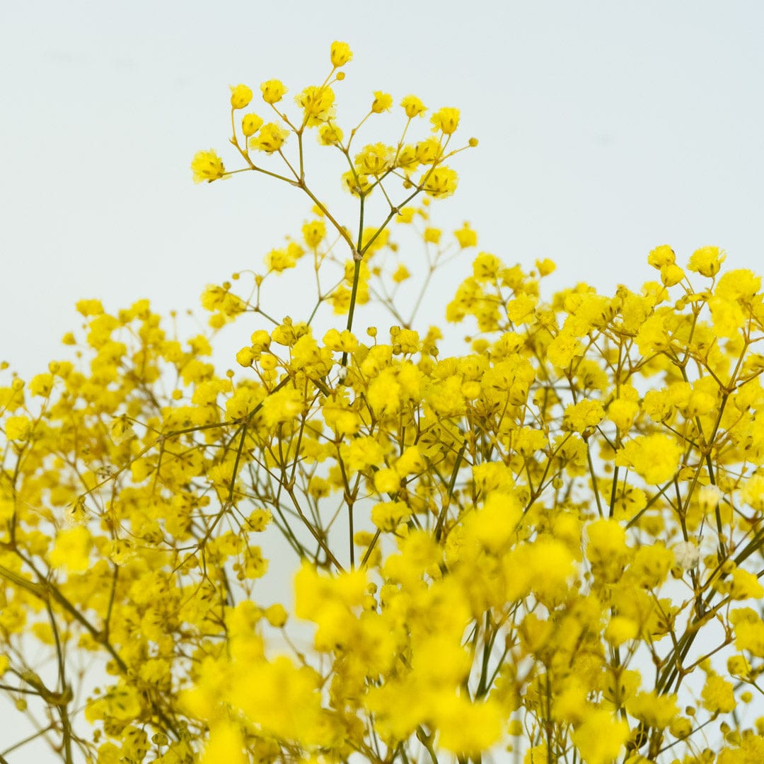 Mazzo di gypsophila gialla