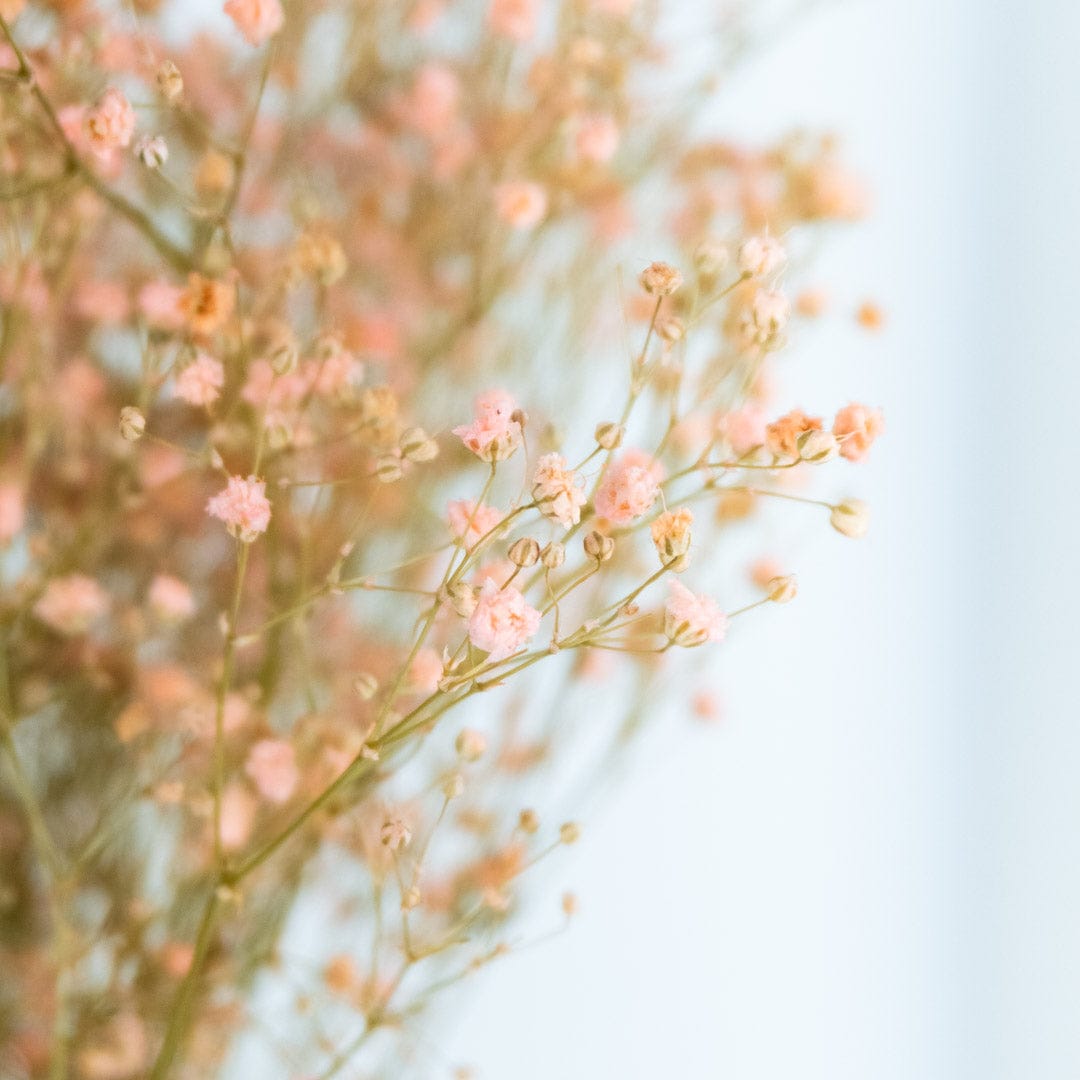 Mazzo di gypsophila rosa chiaro