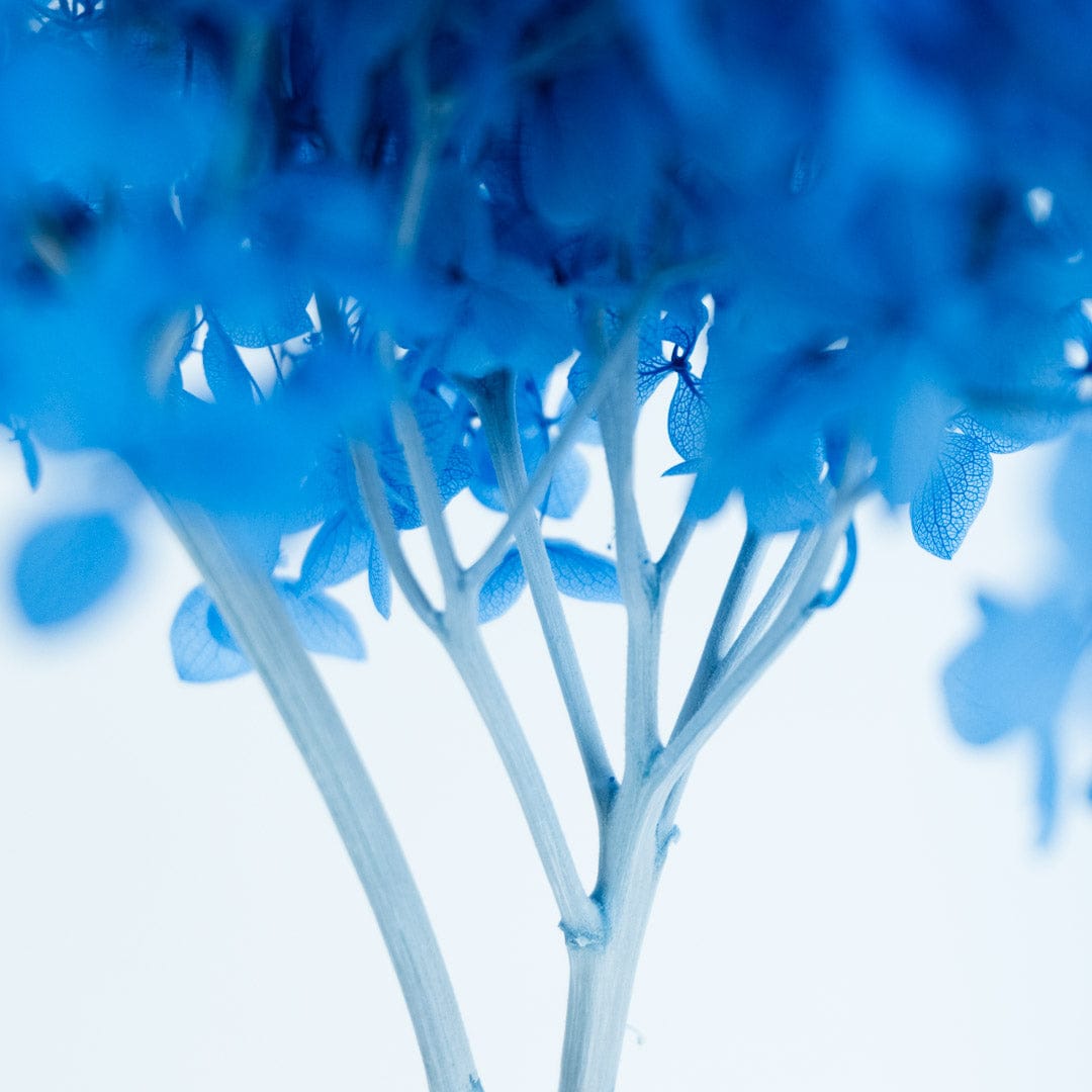 Bouquet Hortensia bleu