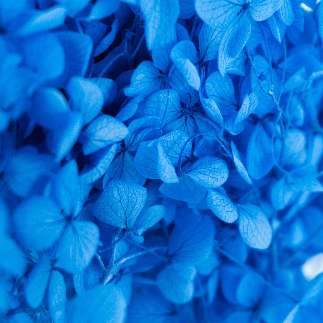 Bouquet Hortensia bleu