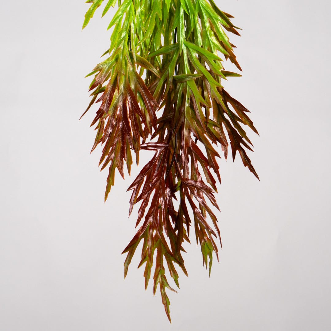Mimosa colgante