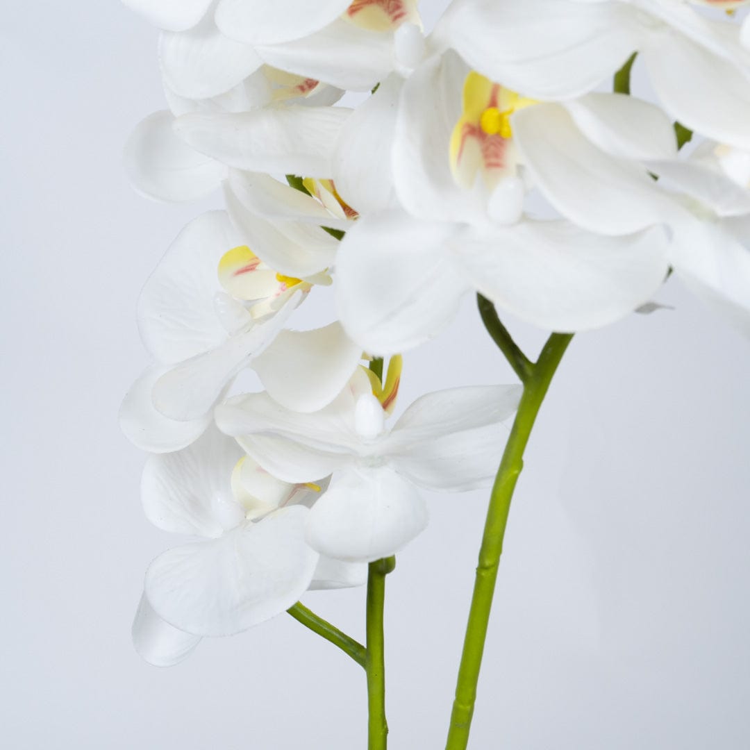 Orchidea Duo Bianca